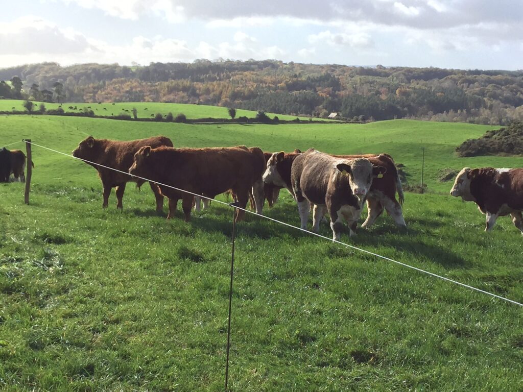 bulls at grass