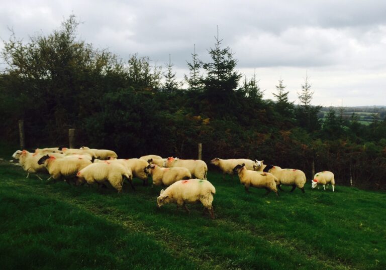 Finishing lambs on your farm? Here are some options Agriland.ie