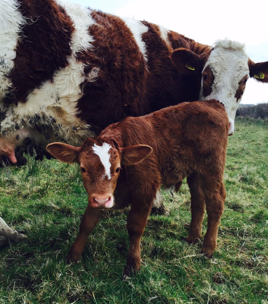 5 things to consider with sucklers precalving Agriland.ie