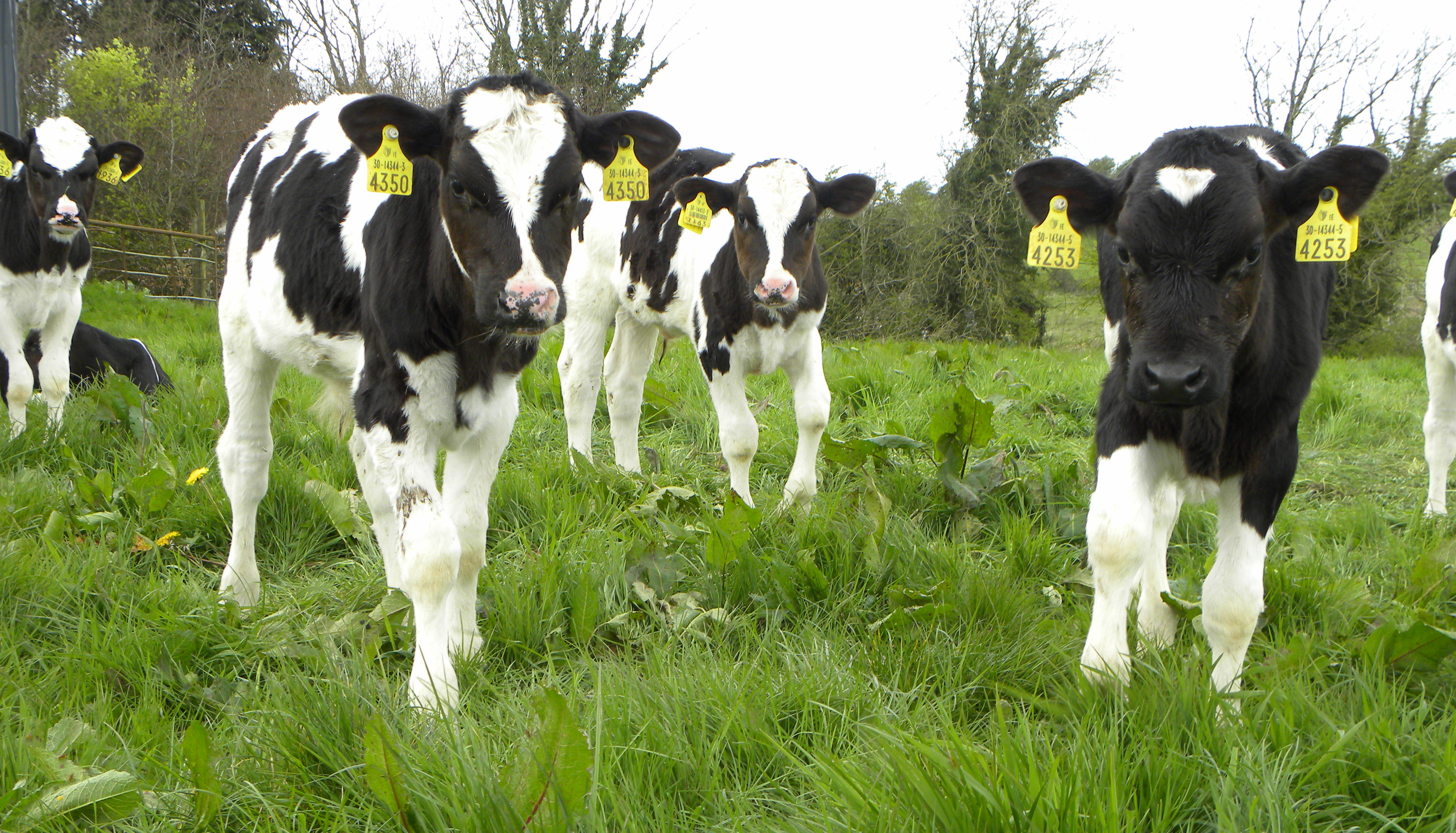 How much can I pay for calves this spring? Agriland.ie