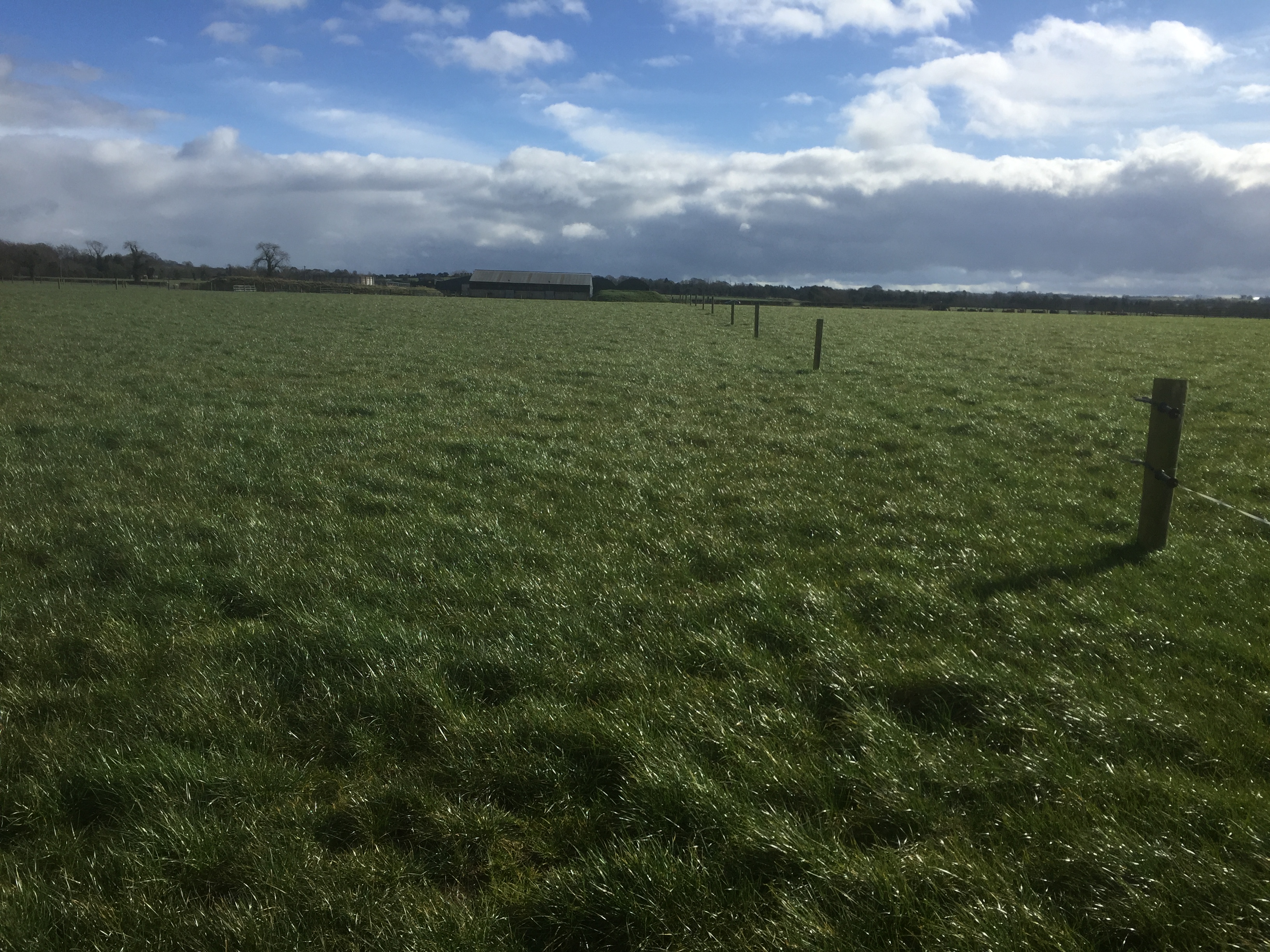 Spring Nitrogen is essential for grass growth on beef farms Teagasc