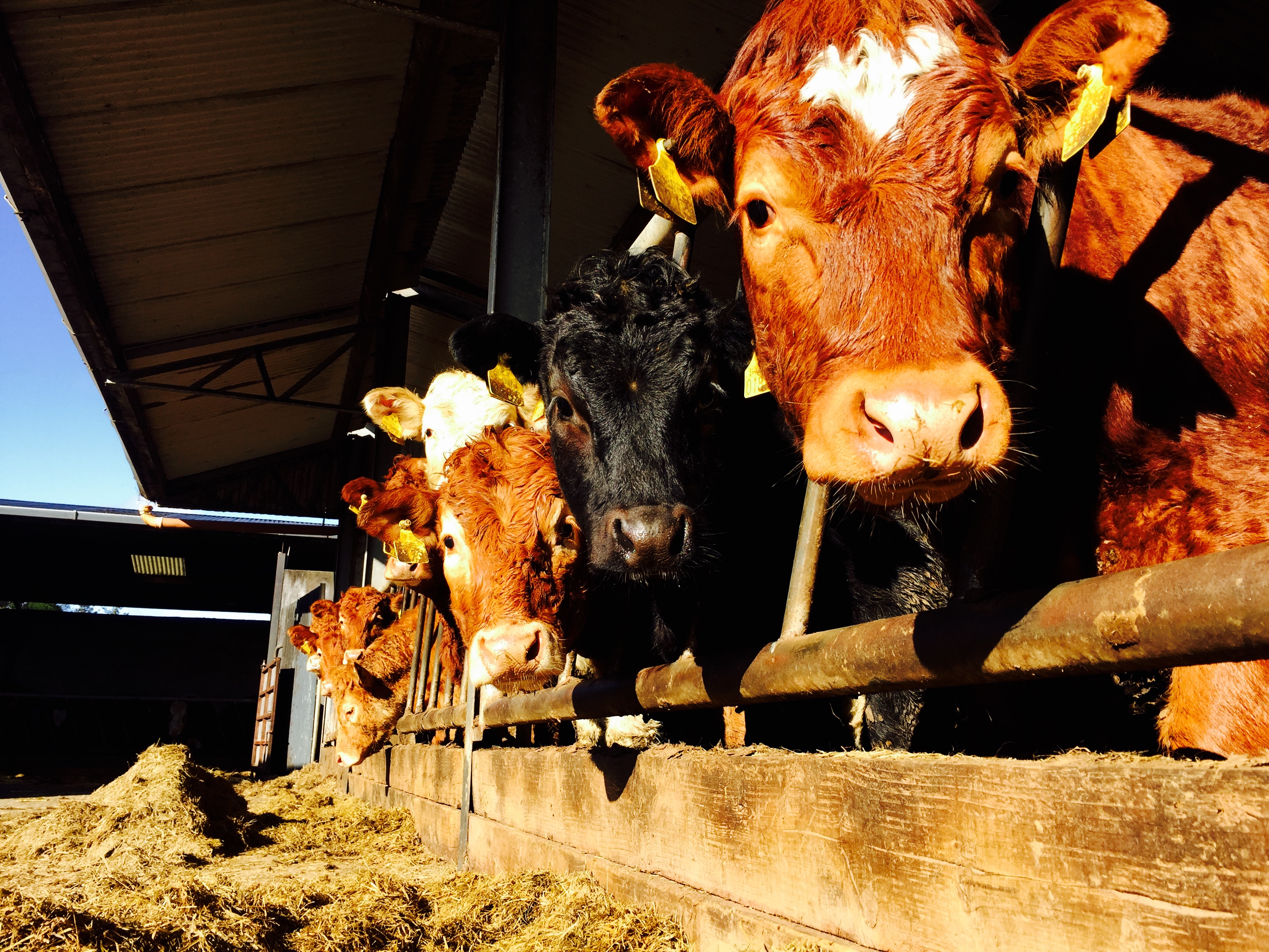 Beef cattle supplies ease slightly but weekly kill still above 35,000