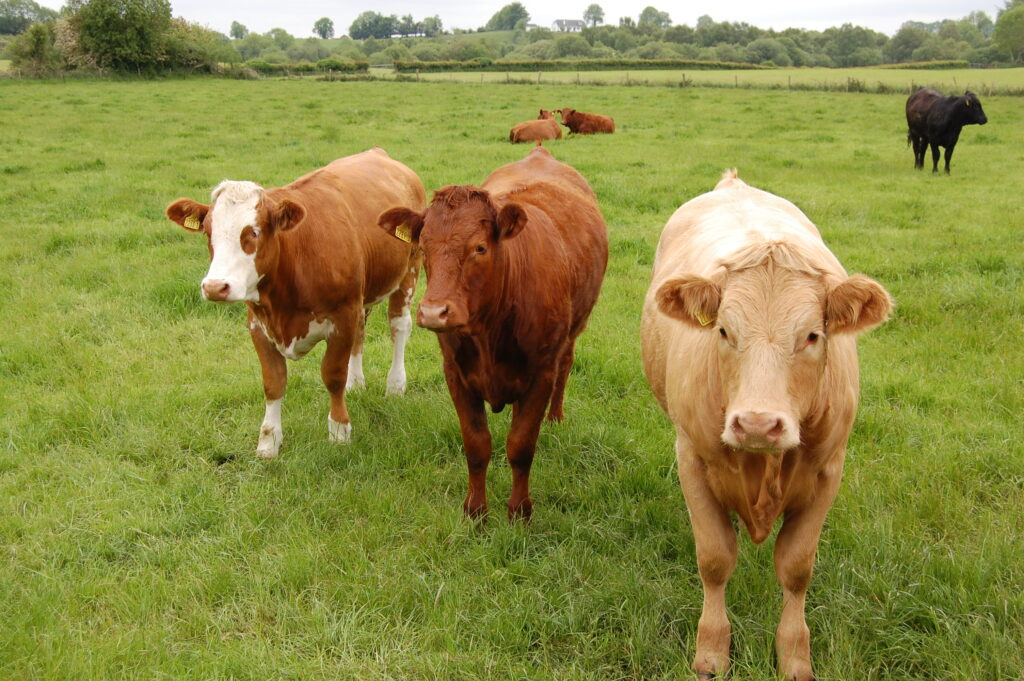 Are Irish beef exports too dependent on stagnant markets? Agriland.ie