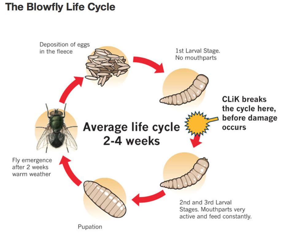 5 Things That Could Make Your Sheep Farm Susceptible To Maggots 5 Things That Could Make Your Sheep Farm Susceptible To Maggots