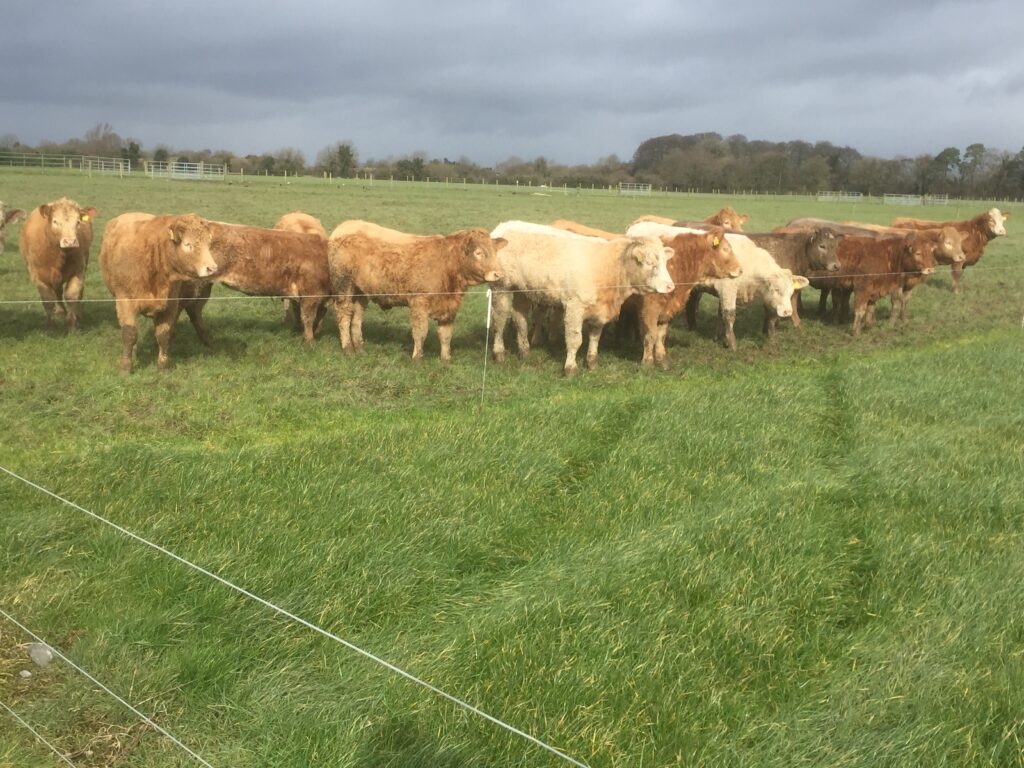 Irish cattle prices sixth highest in Europe, one place behind Northern