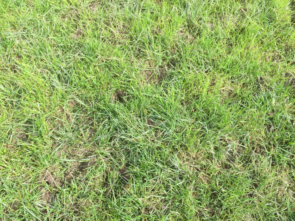 Grazed paddock showing signs of recovery on Shane O'Loughlin's farm in Monasterevin.