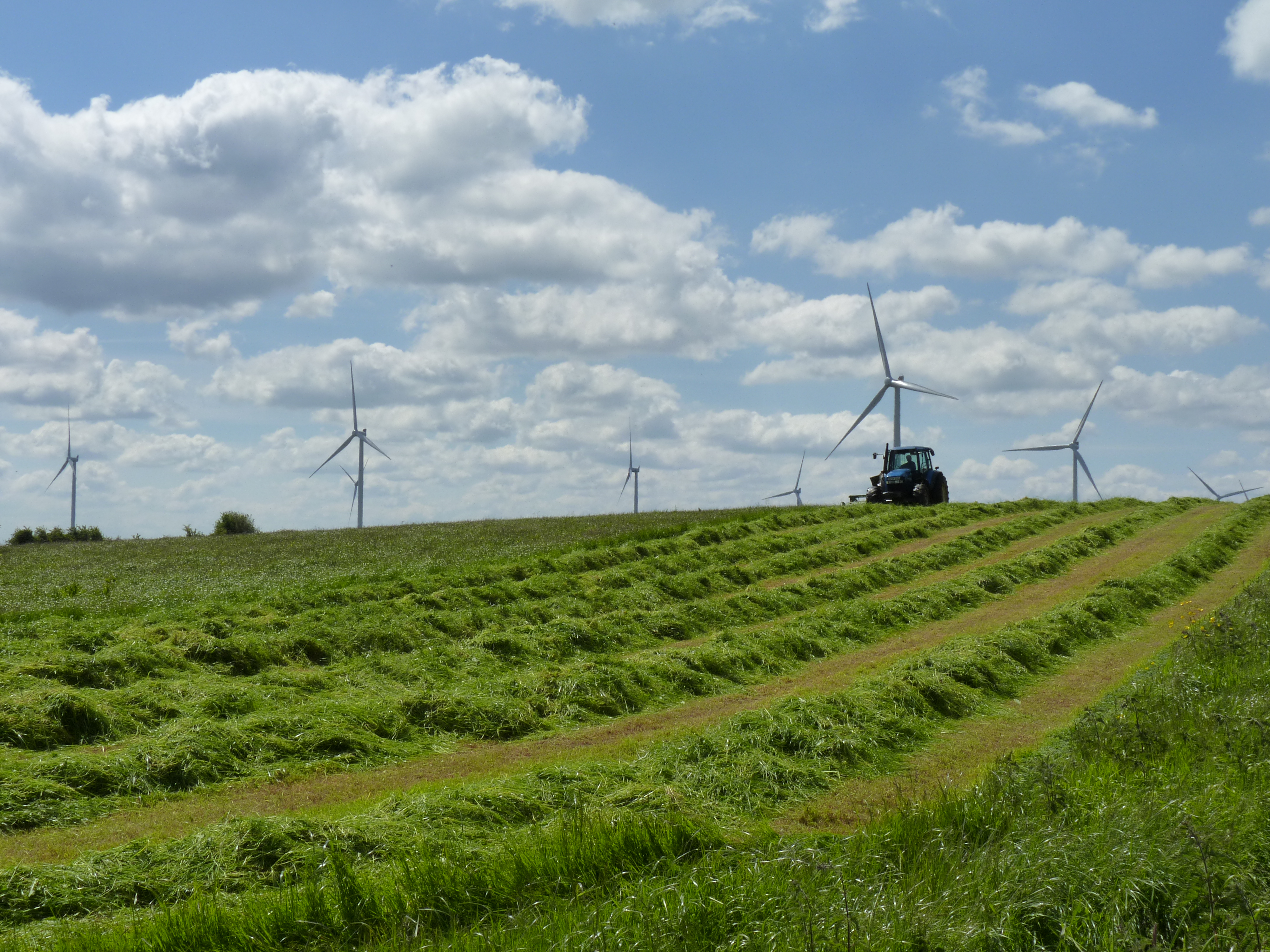 'Livestock perfectly happy and safe around wind turbines' IWEA