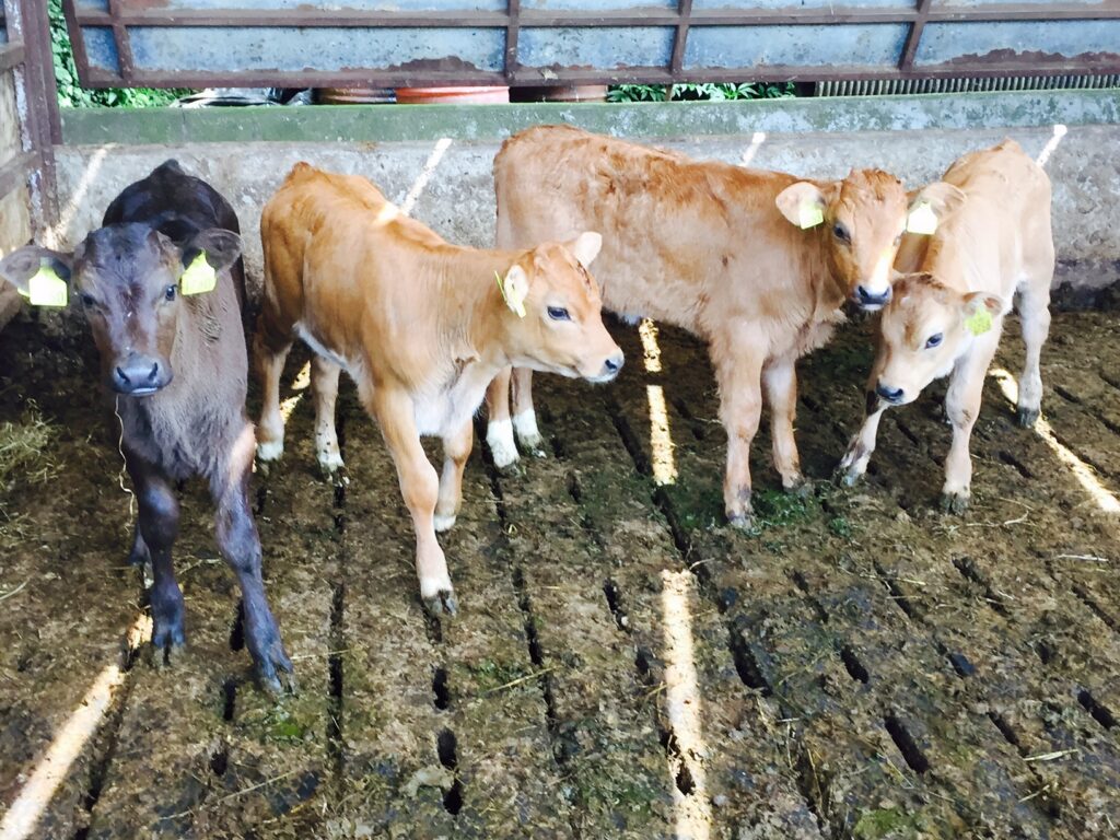 Aubrac/Holstein Friesian Calves