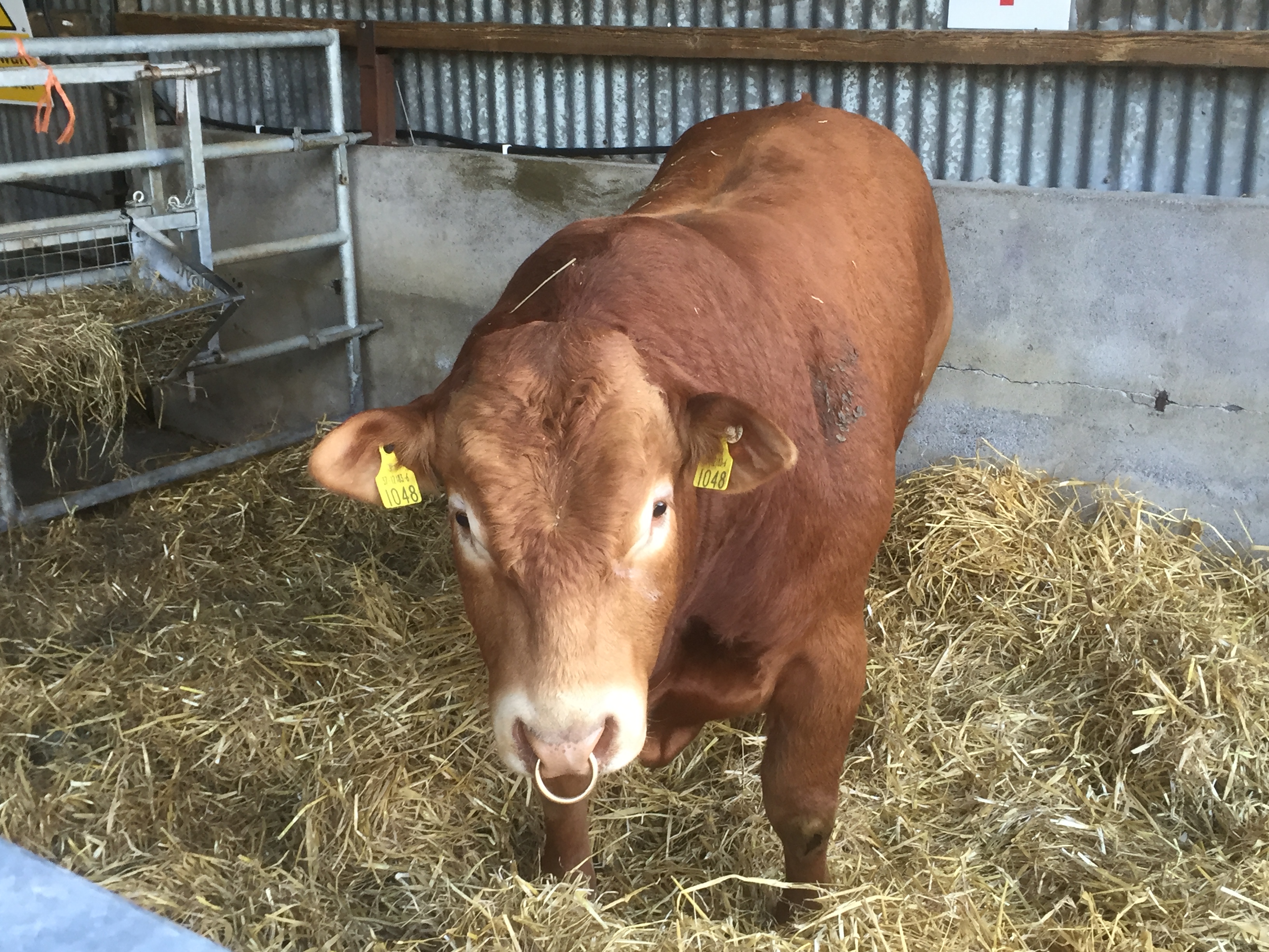 Beef cattle supplies remain tight with little change in prime