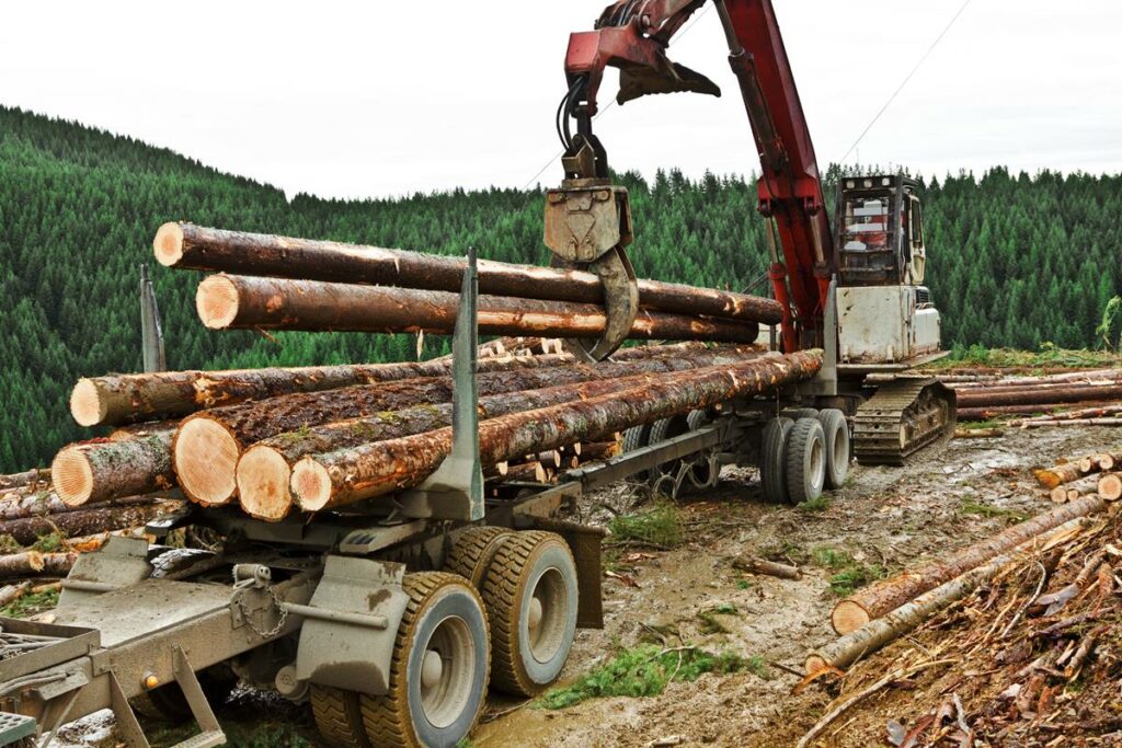 'Irish forestry sector to double in size over the next 10 years