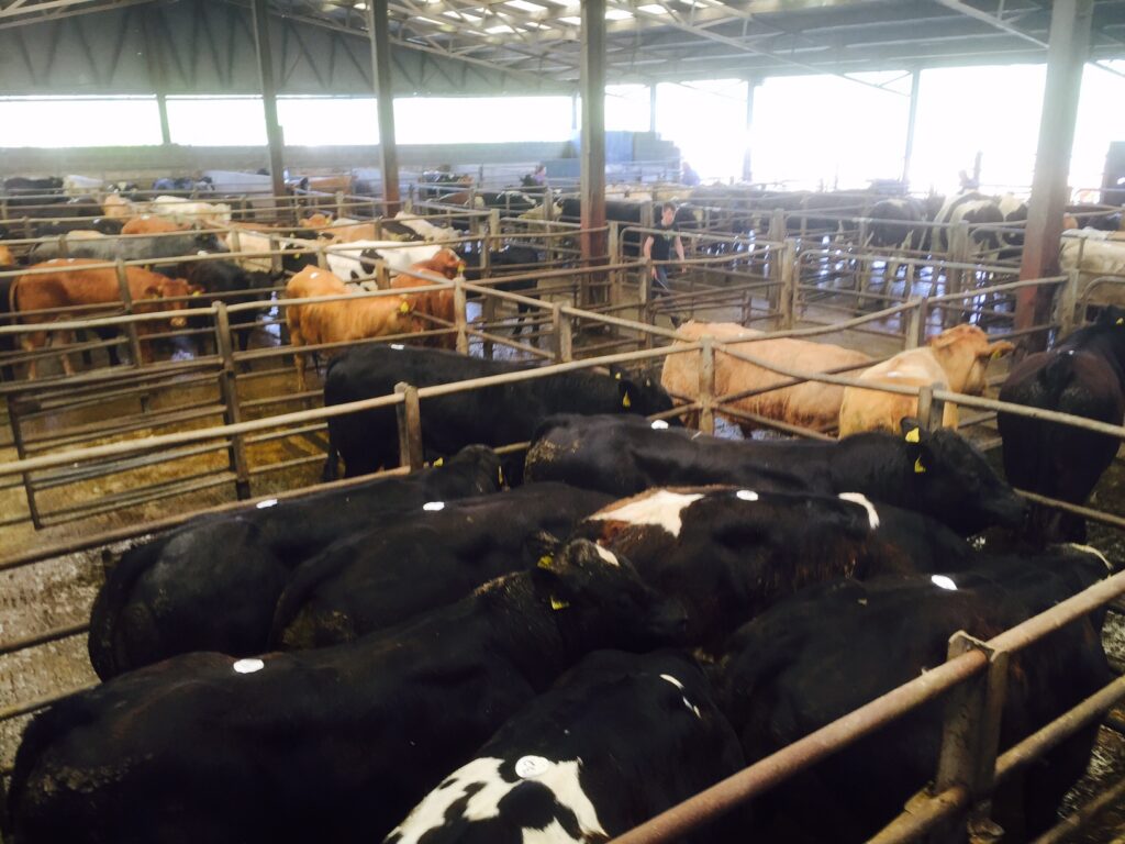 mart manager's view, marts, livestock,cattle marts, feedlot, customs union