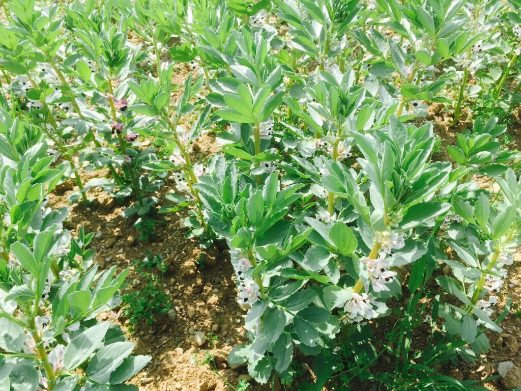 Teagasc encouraging spring beans as a break crop in the northeast