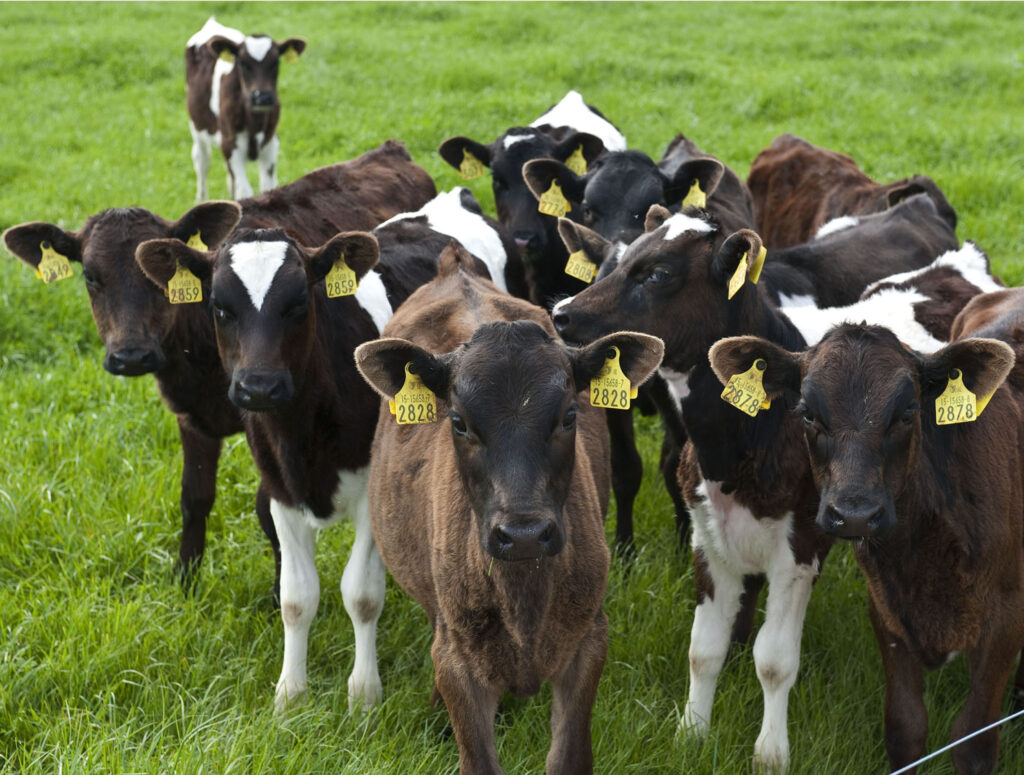 Calves on grass. Photo O'Gorman Photography