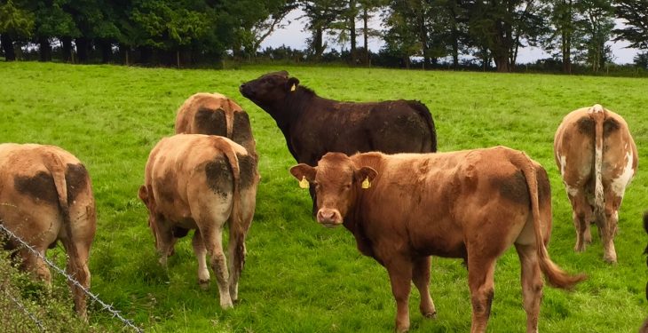 5 key areas to improve cattle cleanliness - Agriland.ie