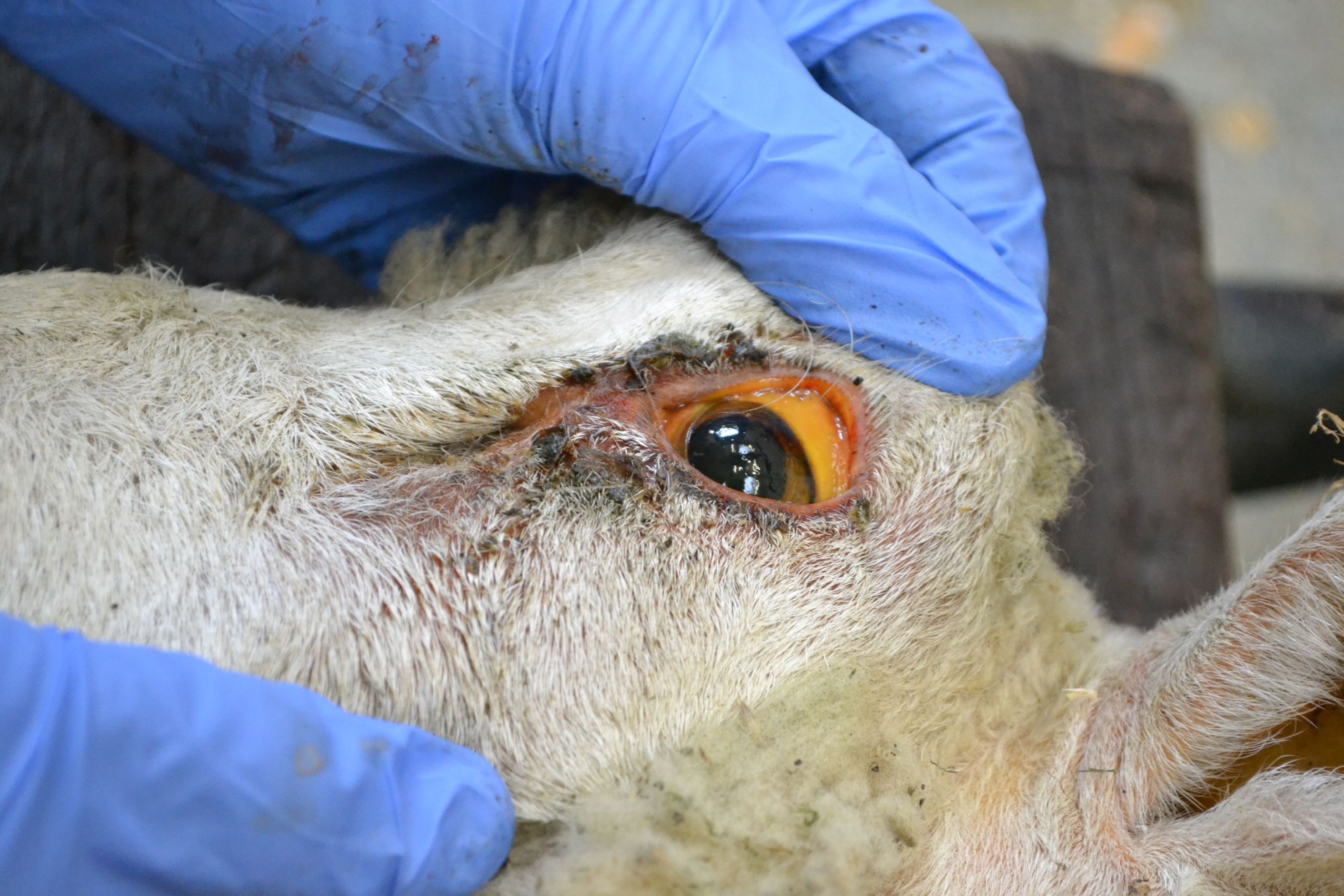 Why sheep are vulnerable to copper poisoning and what