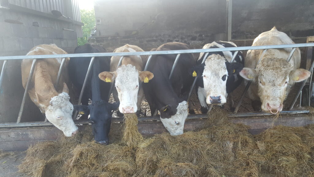 Top award scooped by Irish cattle nutritionist Agriland.ie