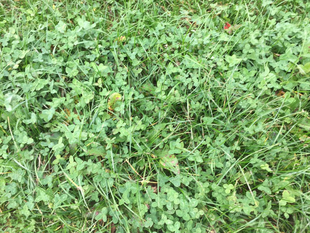 A recently sown Red clover/Perennial Ryegrass sward