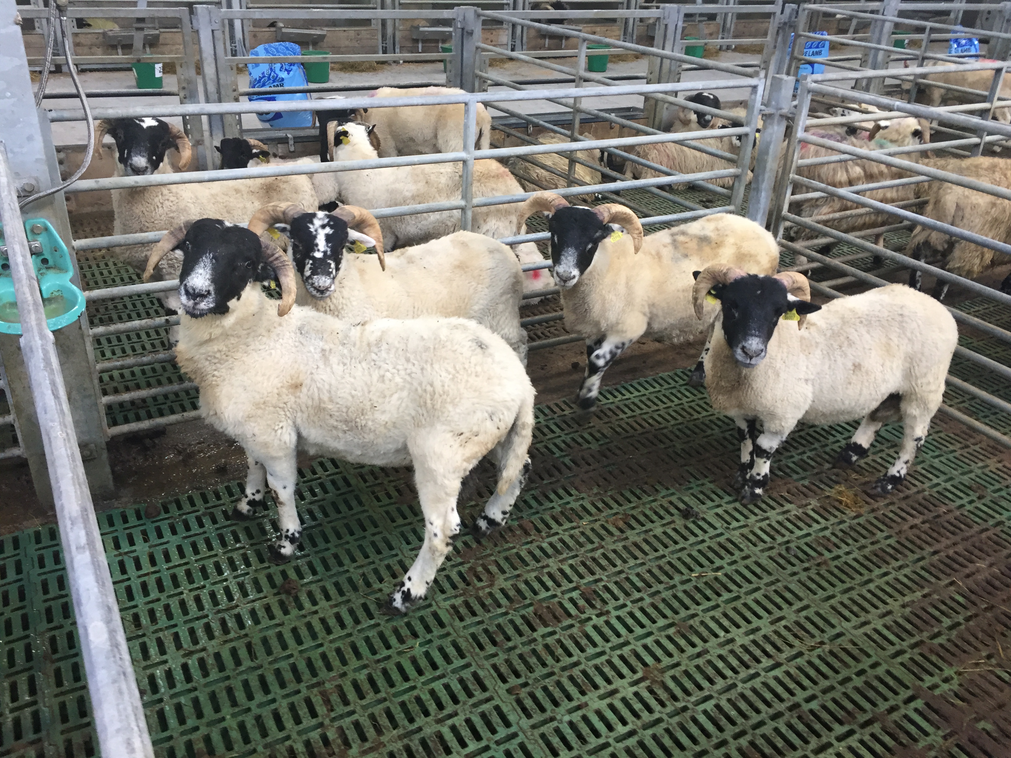 Pics A closer look at Teagasc Athenry's hill lamb finishing system