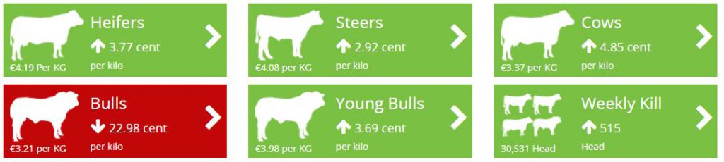 cattle prices