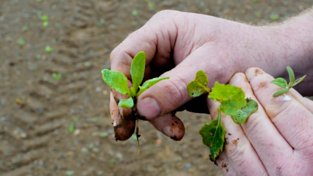 Why are split spray applications so important for fodder beet?