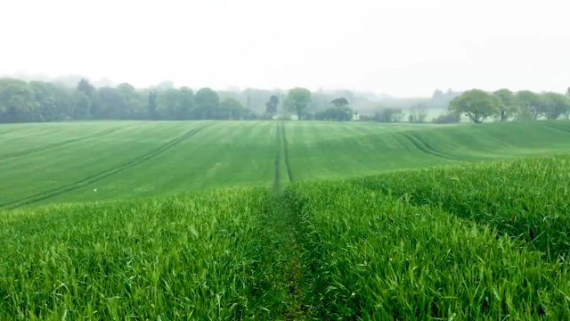CROPS WATCH: Winter barley is showing excellent potential