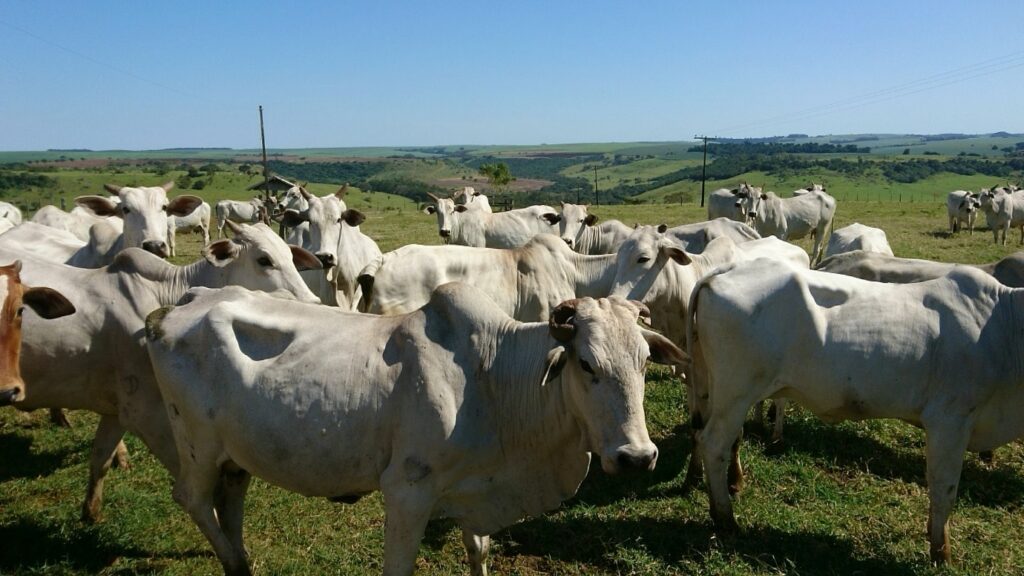 Argentina Mercosur Brazil Paraguay trade deal