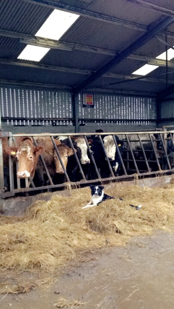 Is your herd suffering from one of the most common causes of abortion