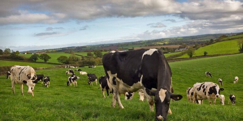 Strategies to increase the length of grazing season for spring and autumn-calving cows - Vimarsana News