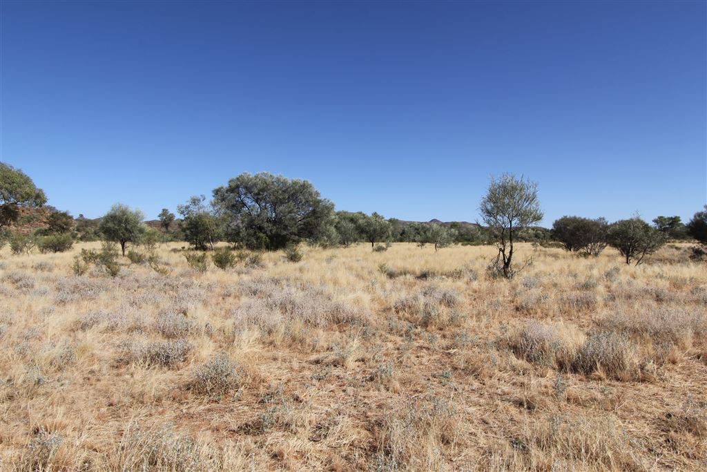 cattle, cattle station