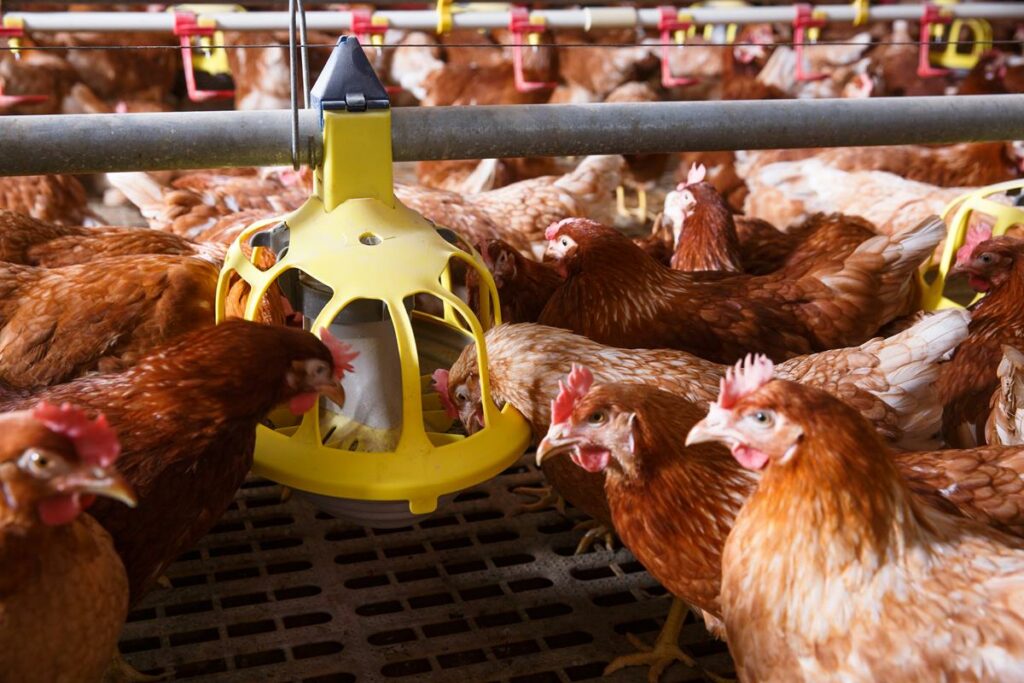 MSD Animal Health launches innovative new Poultry Red Mite treatment