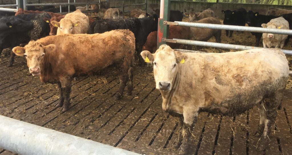 Continental breeds prove popular at marts across country Agriland.ie