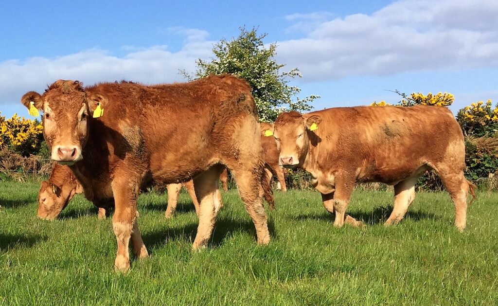 80 of beef heifers fail to meet calvingage targets Agriland.ie