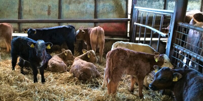 Eradicating BVD in Northern Ireland 'within reach' - Vimarsana News