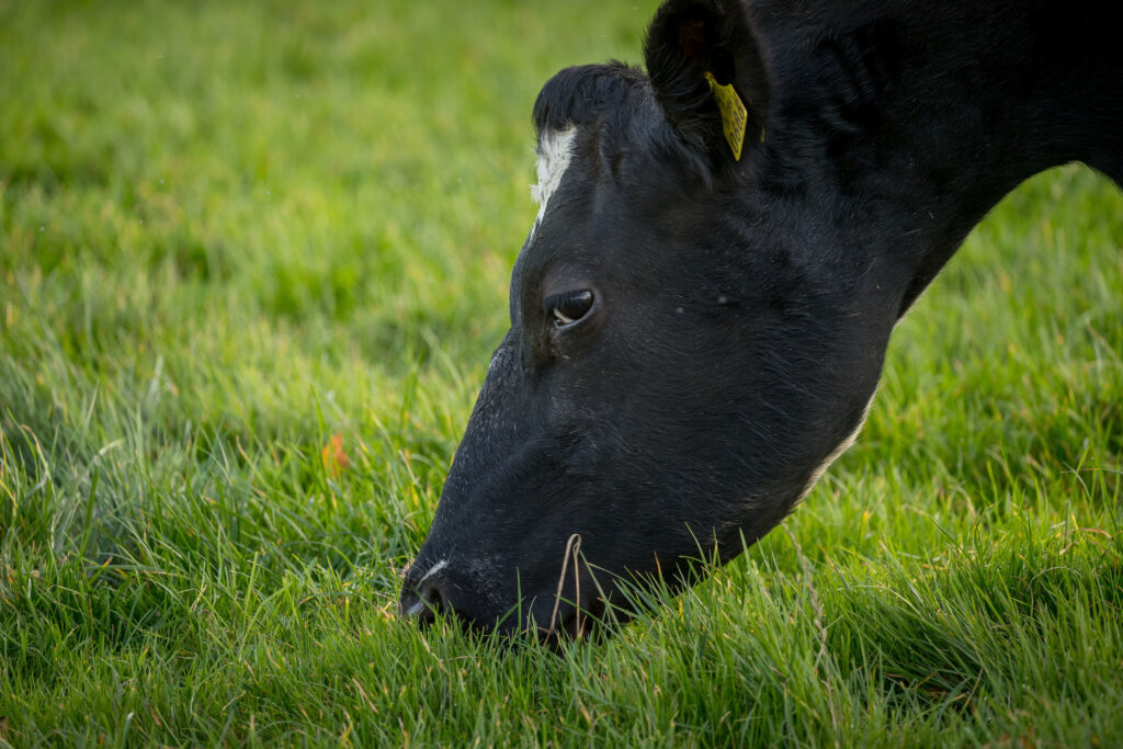 bord bia