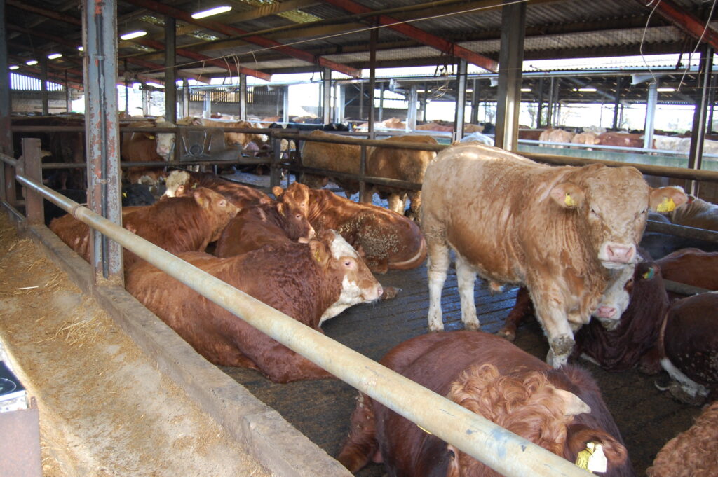 Finishing cattle How to assess if an animal is fit for slaughter