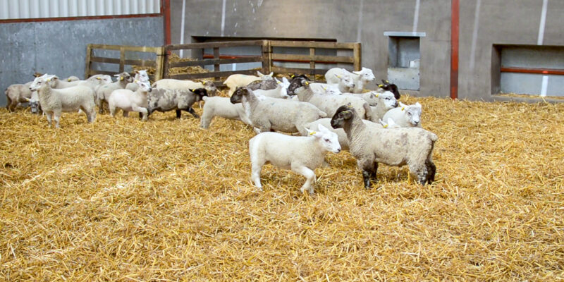 How To Rear Surplus Lambs Effectively Agriland Ie