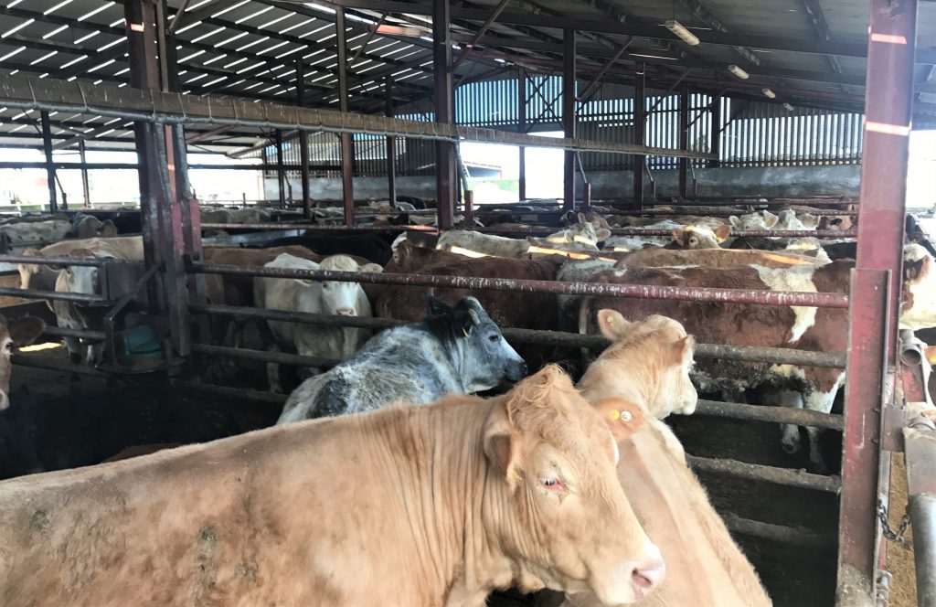 Beef focus: Driving efficiency and finishing 800 cattle in Co. Longford ...