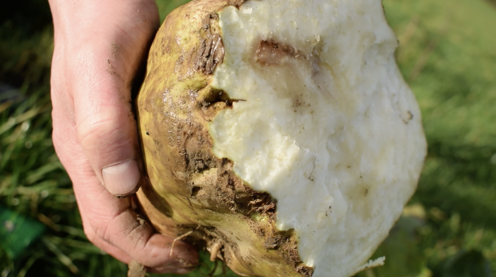 10 best practices when growing and feeding fodder beet Agriland.ie