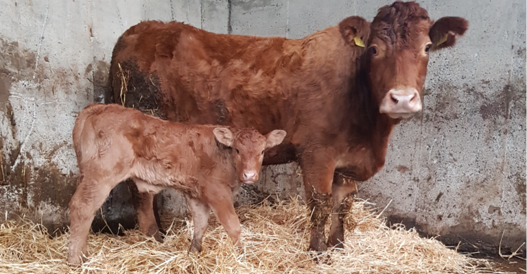 Is your farm prepared for a caesarean section? - Vimarsana News