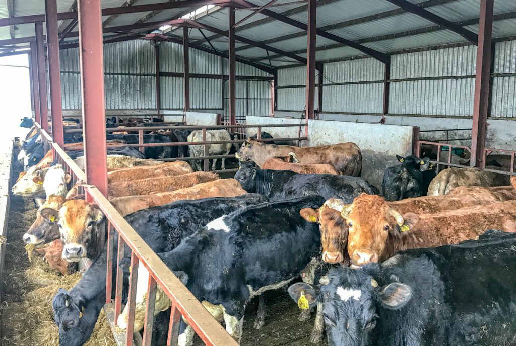 Buildings focus: A self-erected beef unit constructed 