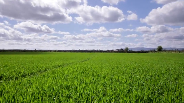 CROPS WATCH: Stressed crops needs nutrition