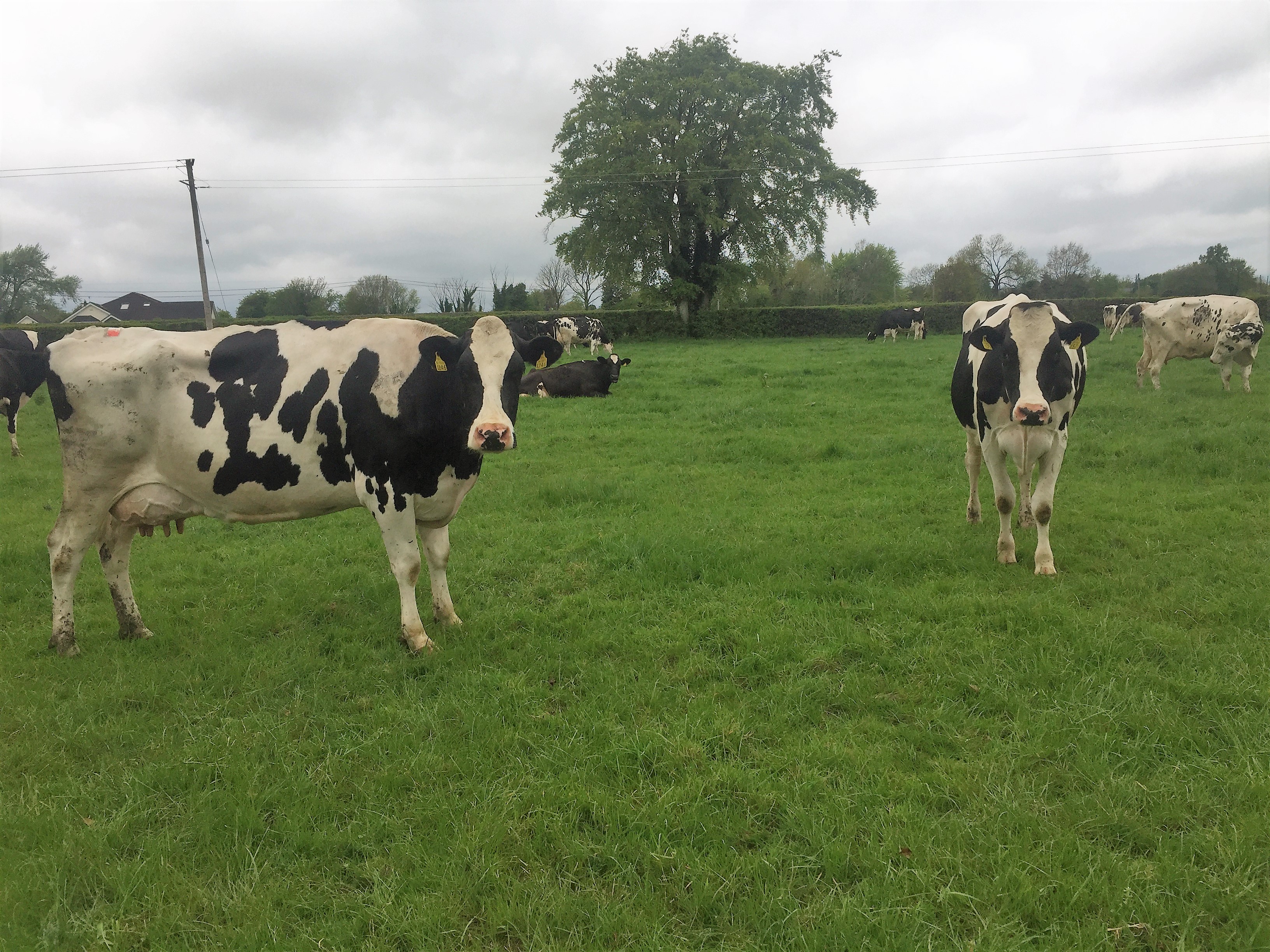 Dairy focus: Silage season kicks into gear in Co. Kildare - Agriland.ie