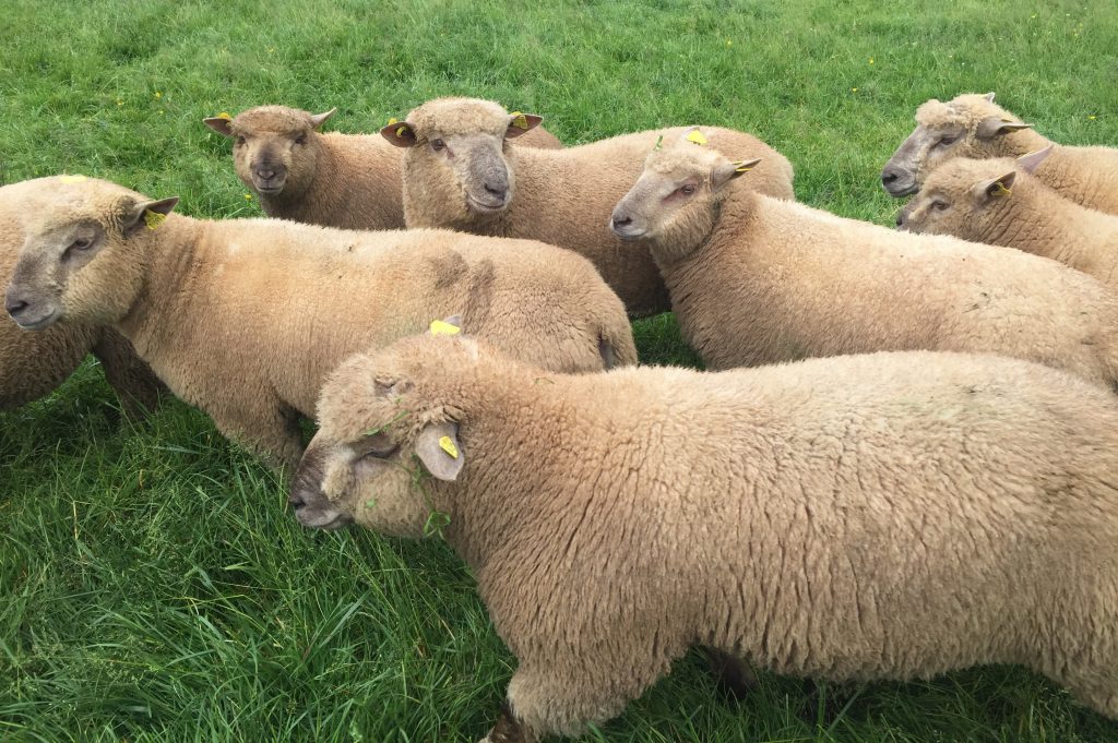 Sheep focus Vendeéns a 'Landmark' in Co. Cork Agriland.ie