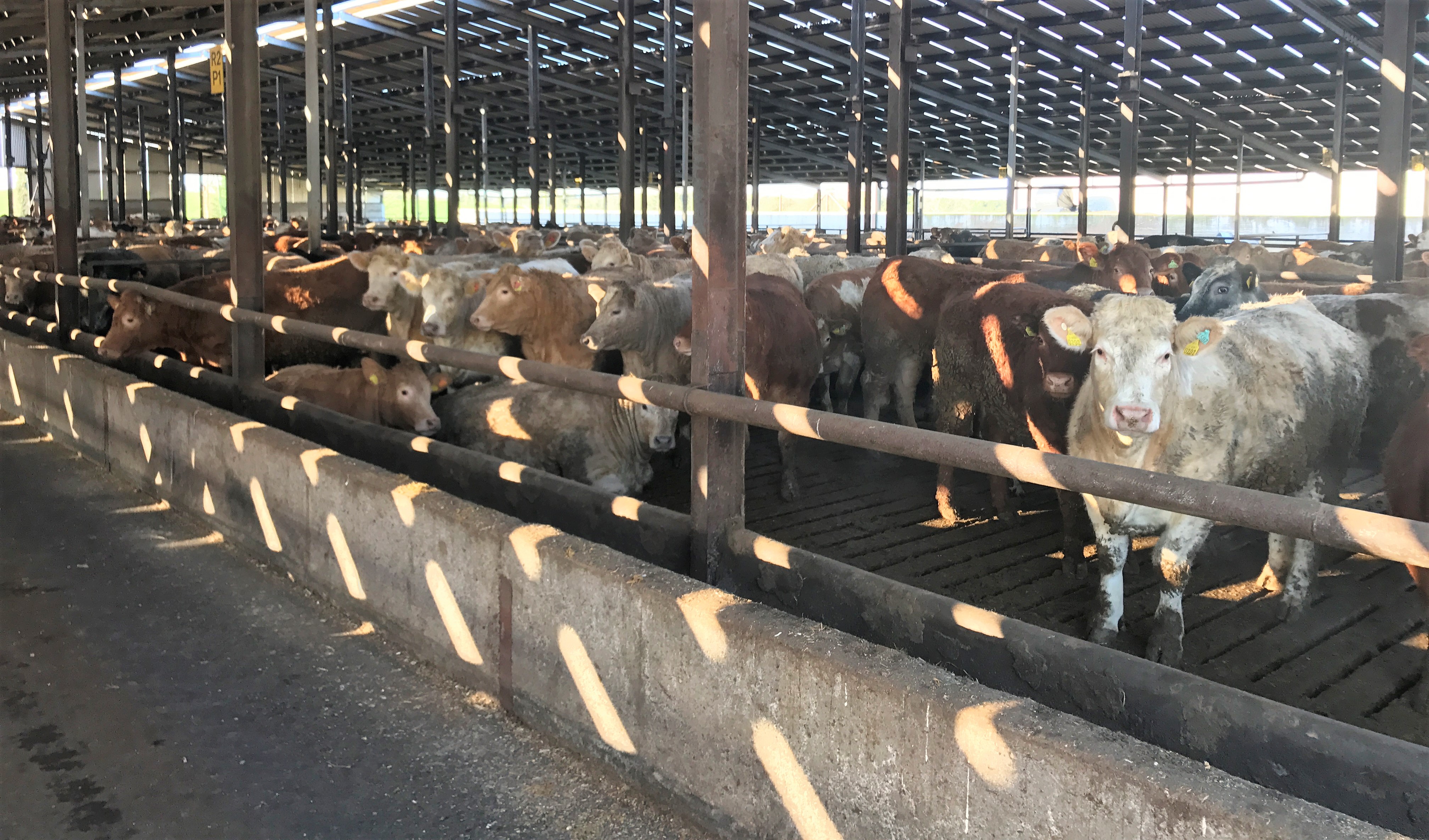 10 steps to reach finishing weight faster Agriland.ie