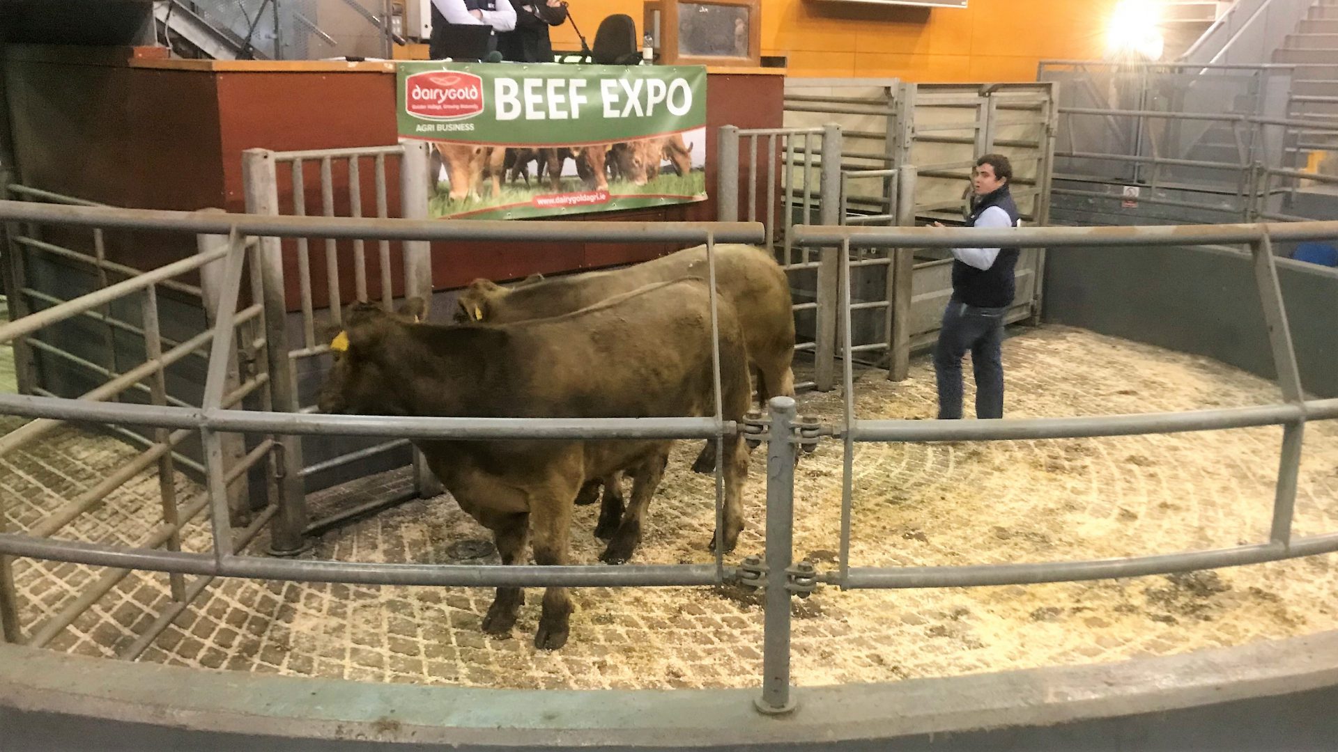 Grading cattle What do the meat processors want? Agriland.ie