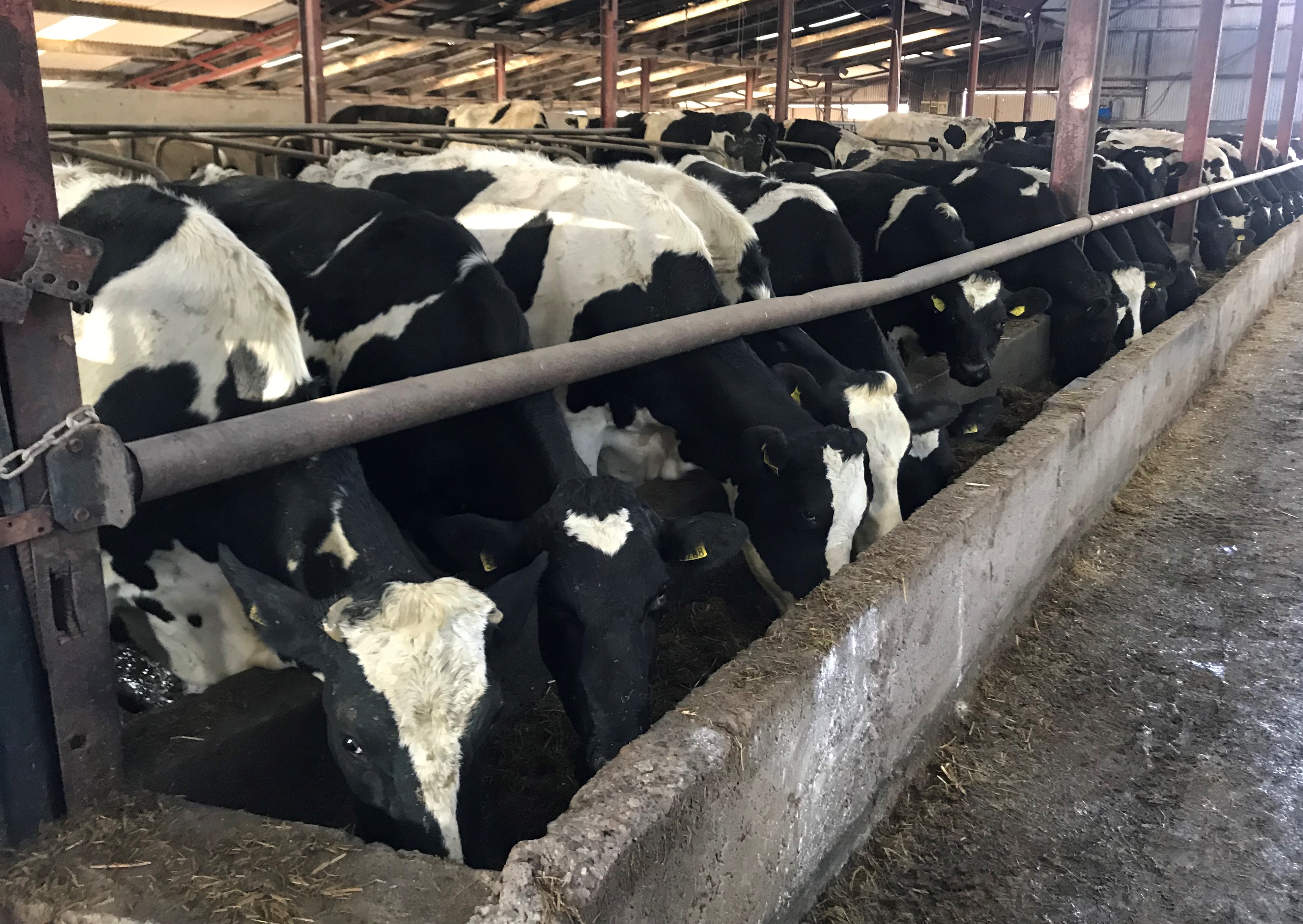 What minerals are required by the dairy cow during the dry period