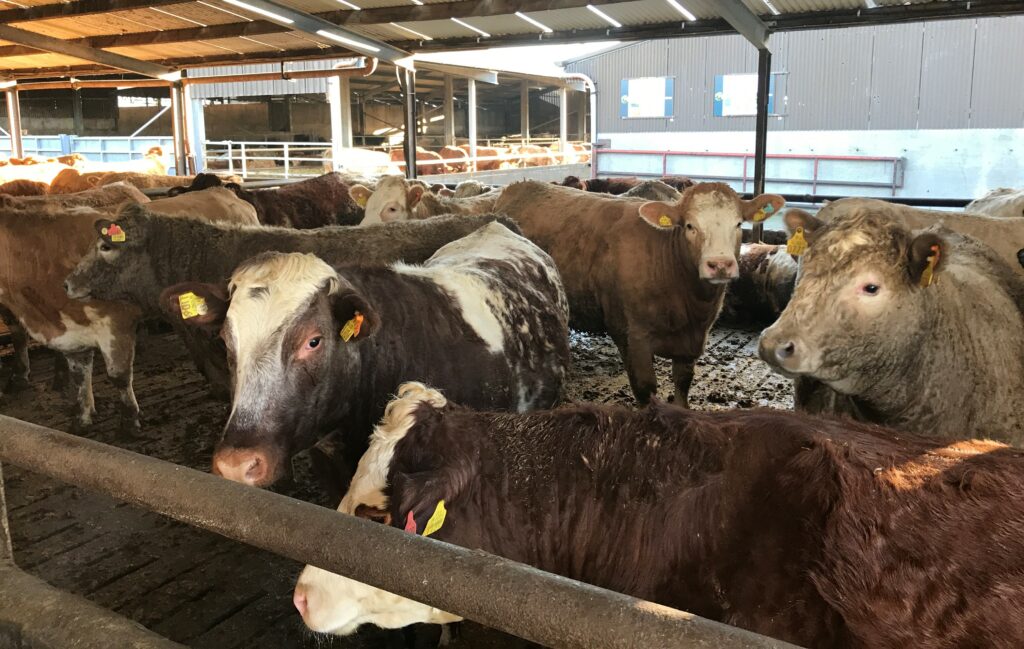 Massive difference per head continues between Irish and UK cattle