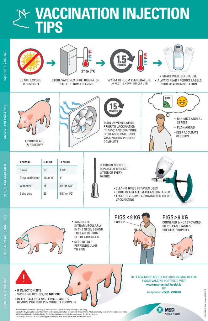 What is best practice when it comes to vaccinating my pigs? Agriland.ie