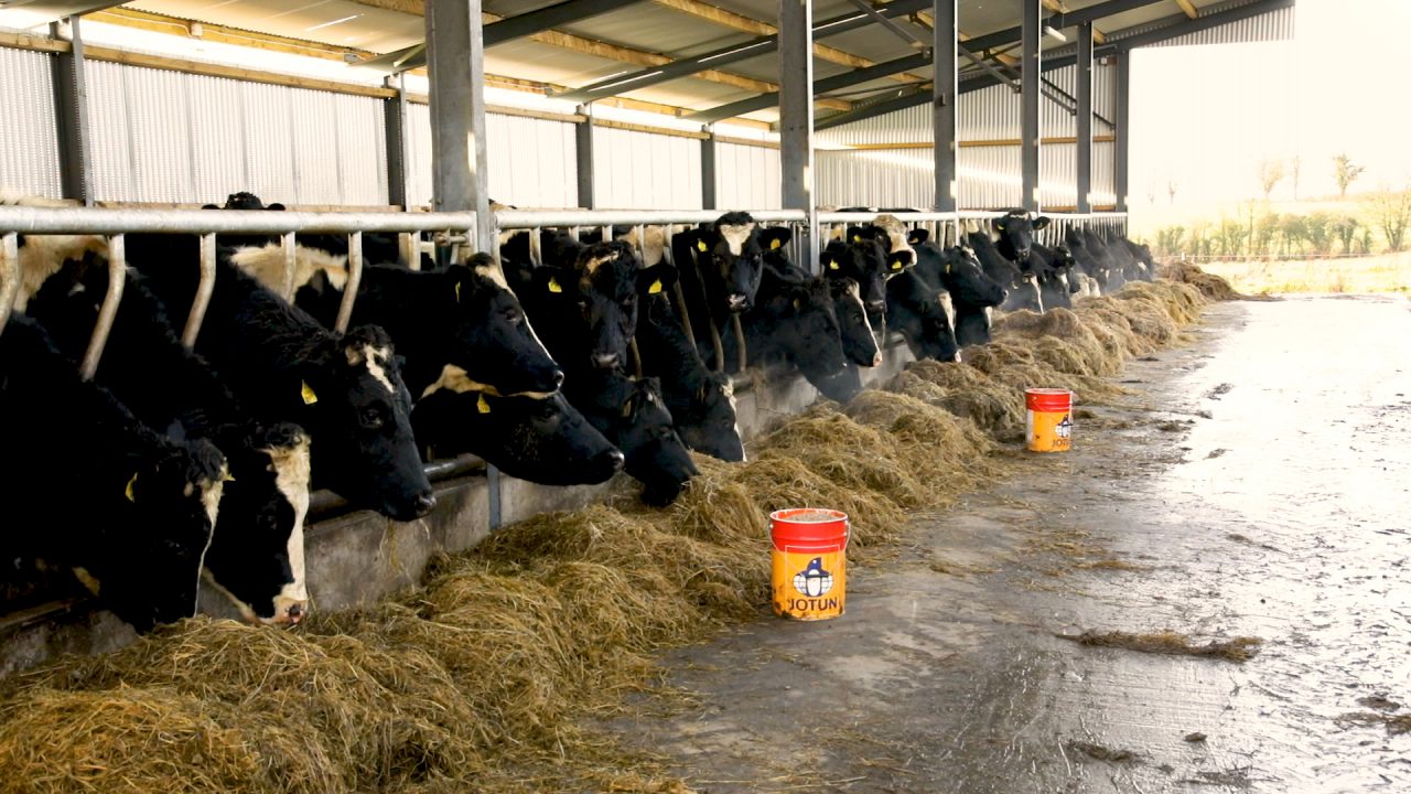 What 10 key areas are vital for a successful dairy calftobeef