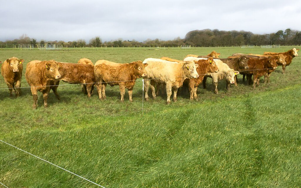 'Specialist beef production accounts for 40 of Irish farms' Agriland.ie